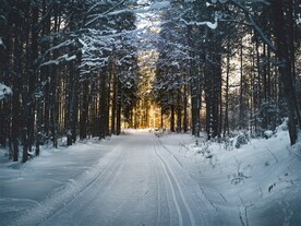 雪中树林