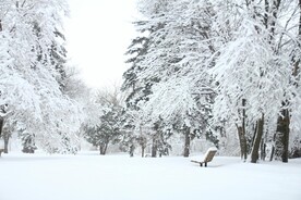 雪松