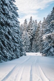 雪松
