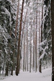 林中雪景