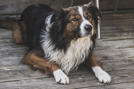 边境牧羊犬