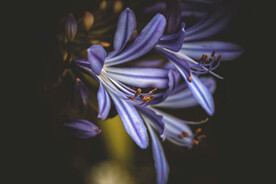 紫色百合花