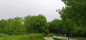 绿色园林