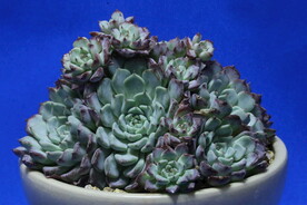 多肉植物 