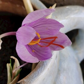藏红花
