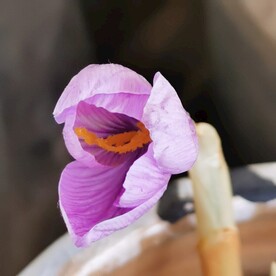 藏红花