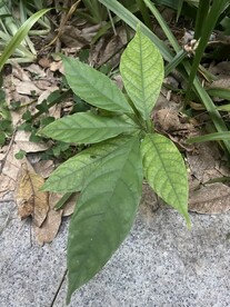 叶子植物