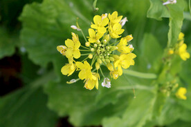 黄菜花