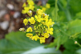 黄菜花