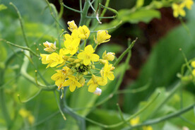 黄菜花