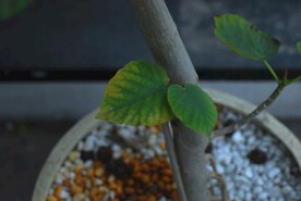 菩提树