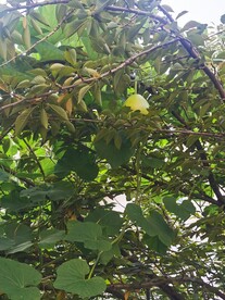 葫芦