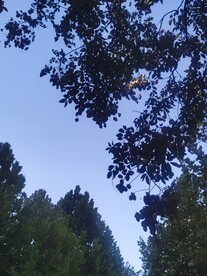 羽叶栾树