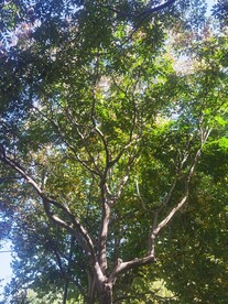 羽叶栾树
