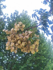 羽叶栾树