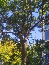 羽叶栾树