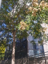 羽叶栾树