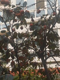 柿子树