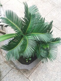 铁树