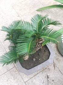 铁树 