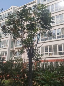 复羽叶栾树