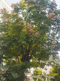 复羽叶栾树