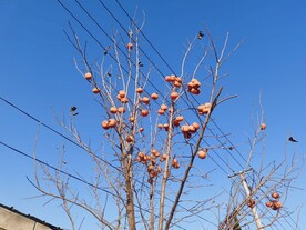柿子树