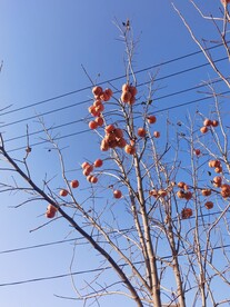 柿子树
