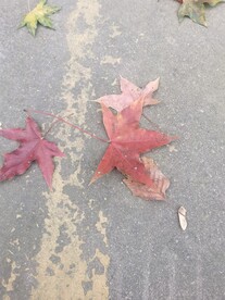 红枫