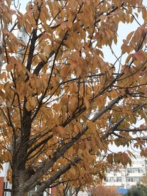 樱花树