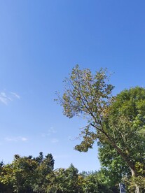 复羽叶栾树