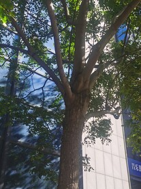 复羽叶栾树