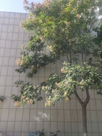 复羽叶栾树