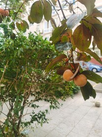 柿子树