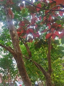 柿子树