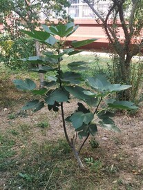 无花果