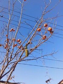 柿子树