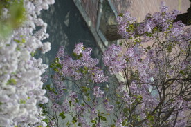 樱花树