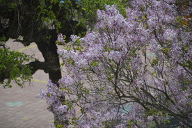 樱花树