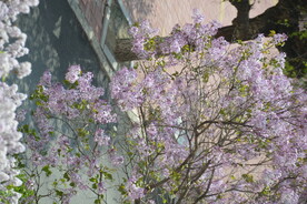 樱花树