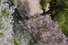 樱花树