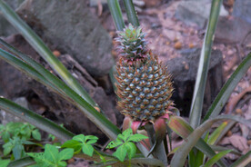 菠萝
