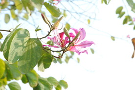 紫荆花
