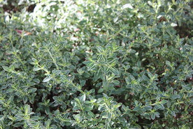 绿植花草