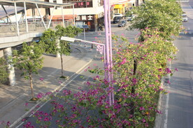 紫荆花