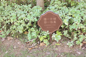 绿化带