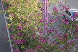 城市紫荆花