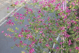 紫荆花