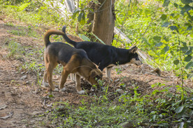 中华猎犬