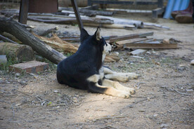 土狗